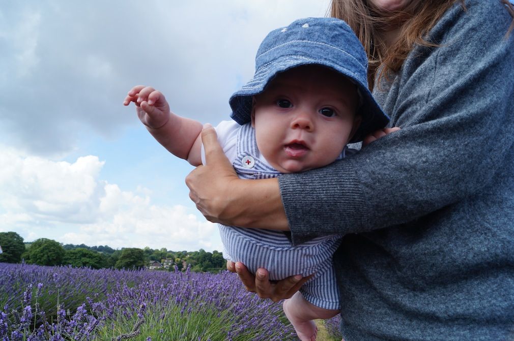 mayfield lavender farm