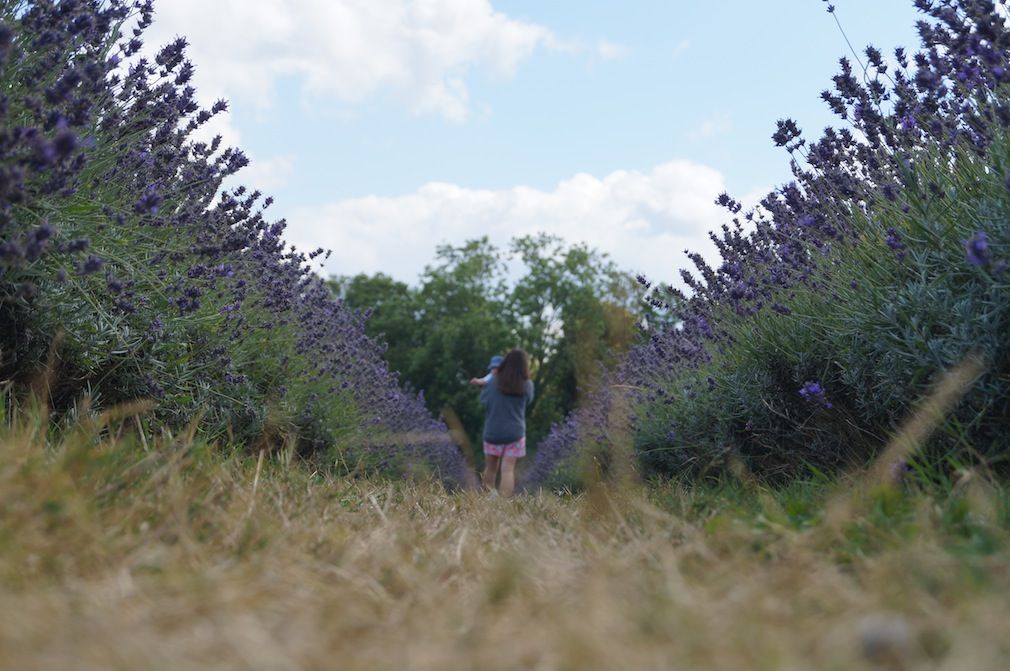 mayfield lavender farm