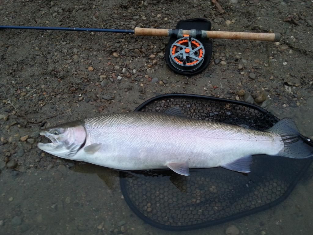 Steelhead-02-08_zpsa1bd07ae.jpg