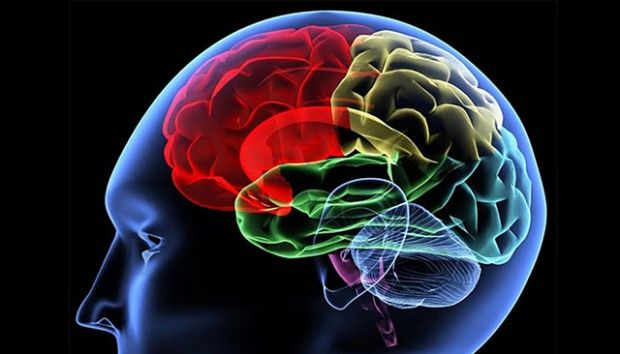 Tips Mudah Menjaga Agar Otak Tetap Cerdas, Tajam, dan Fokus