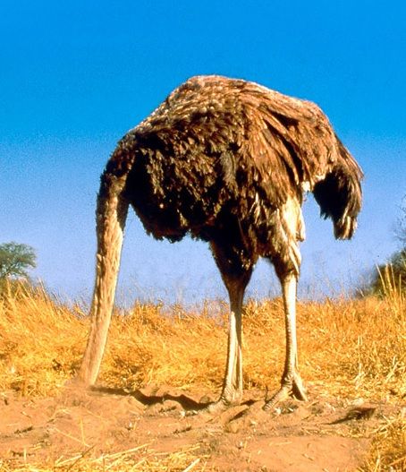 Ostrich_zpsgbmrmwfx.jpg