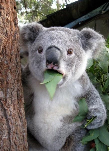 shocked_koala_zpsejdmxnei.jpg