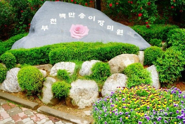 hanquocngaynay.info - Lễ hội hoa hồng Bucheon
