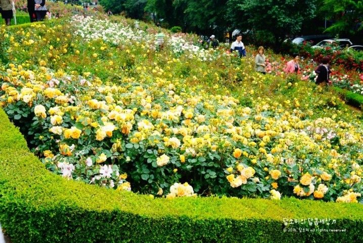 hanquocngaynay.info - Lễ hội hoa hồng Bucheon