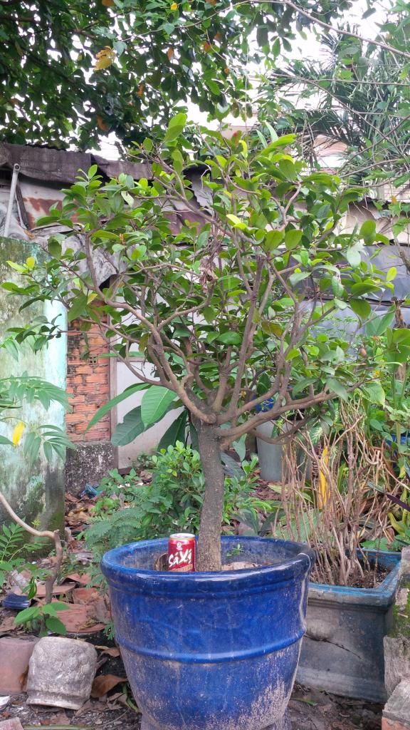 LÁI THIÊU-bán vài cây cảnh-bonsai bình dân - 1