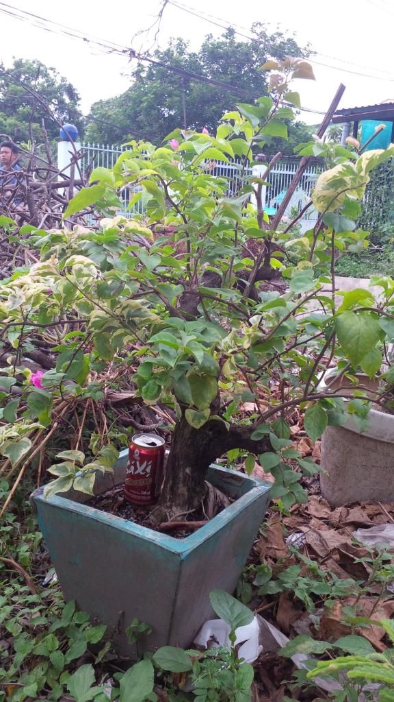 LÁI THIÊU-bán vài cây cảnh-bonsai bình dân - 2