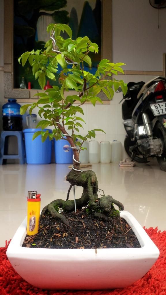 LÁI THIÊU-bán vài cây cảnh-bonsai bình dân - 4