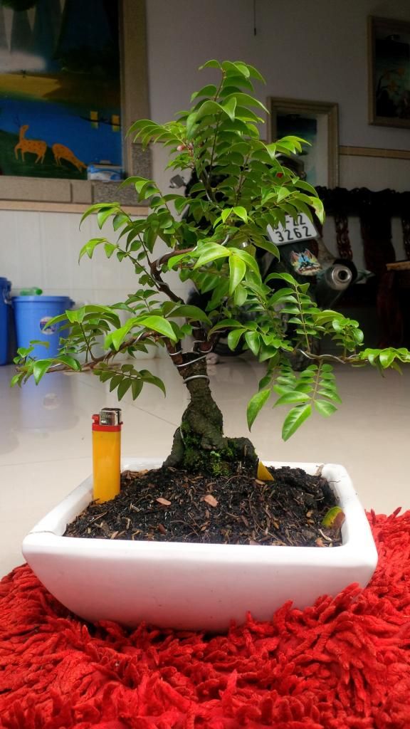 LÁI THIÊU-bán vài cây cảnh-bonsai bình dân - 5