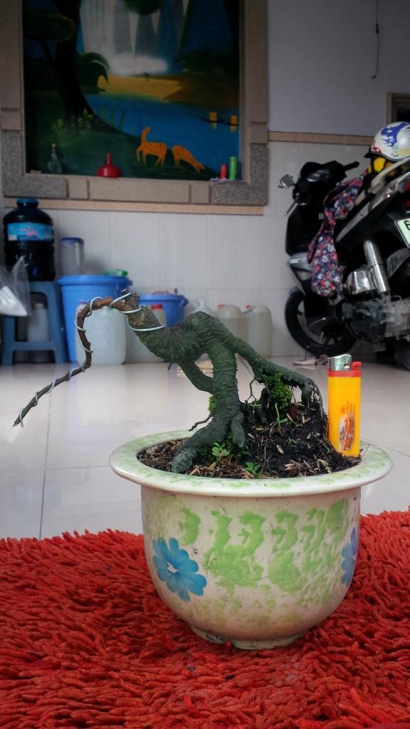 khế bonsai mini có trái giá rẽ - 8