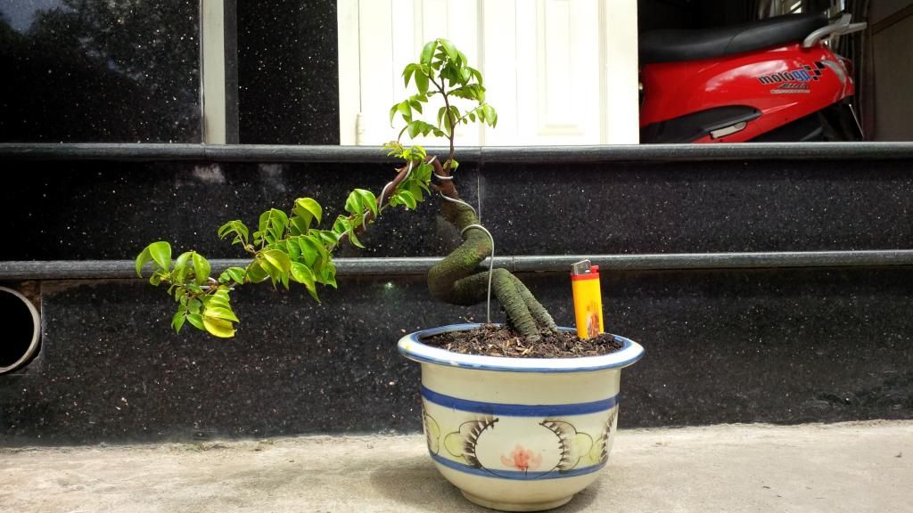khế bonsai mini có trái giá rẽ - 7