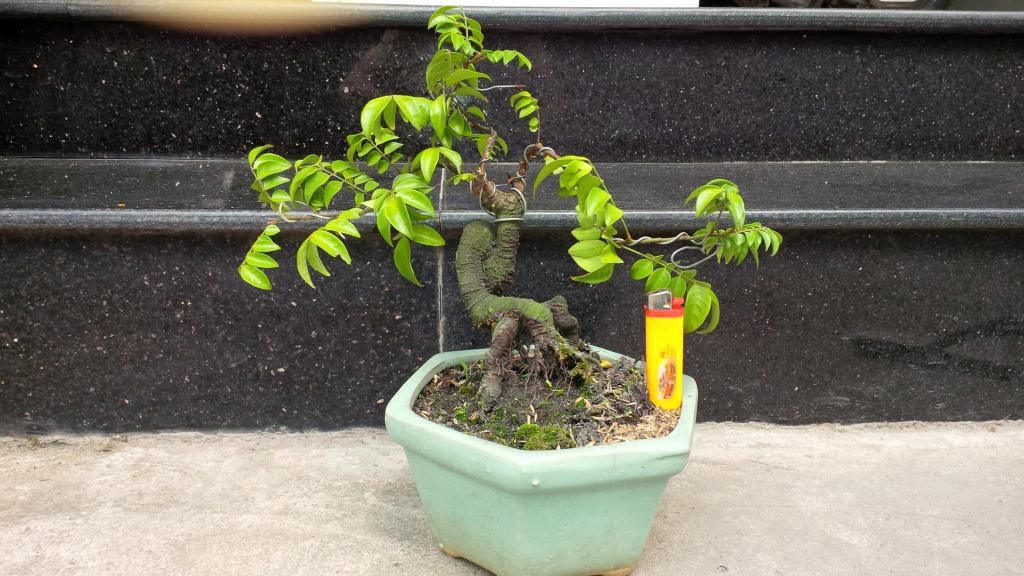 khế bonsai mini có trái giá rẽ - 4