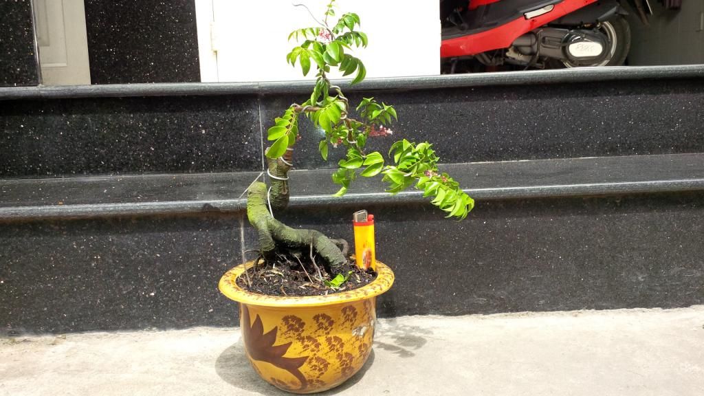 khế bonsai mini có trái giá rẽ - 3