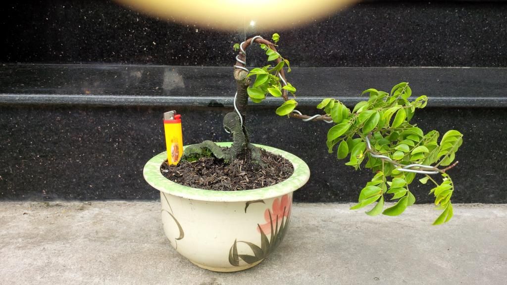 khế bonsai mini có trái giá rẽ - 2