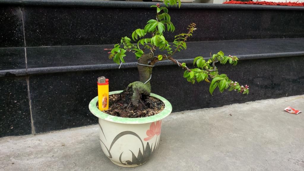 khế bonsai mini có trái giá rẽ - 1