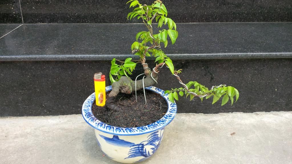 khế bonsai mini có trái giá rẽ - 9