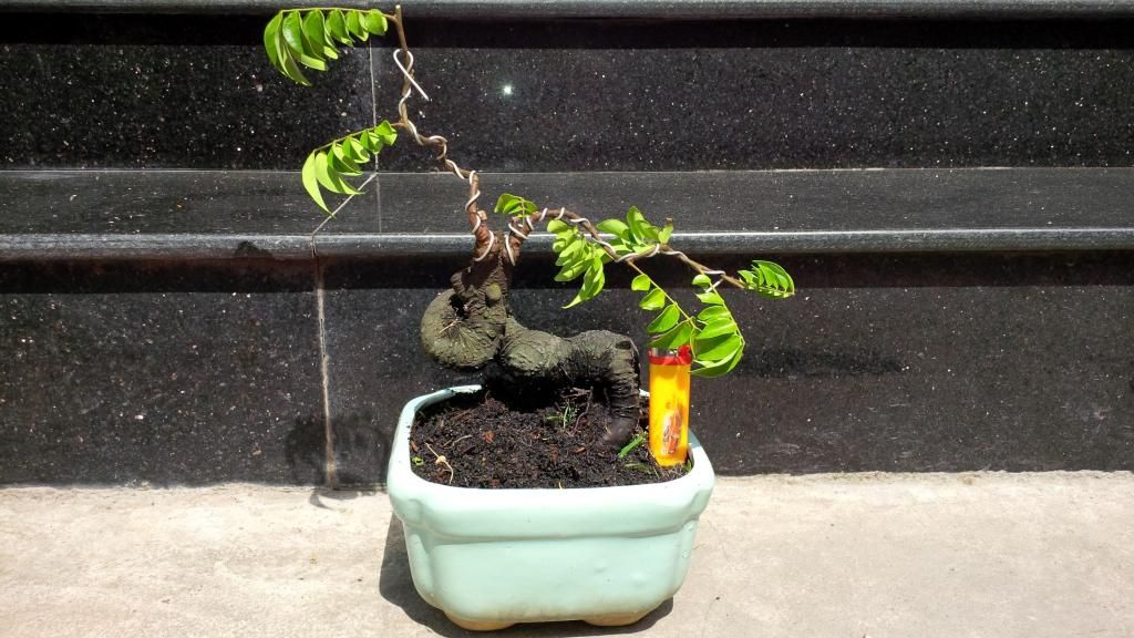 khế bonsai mini có trái giá rẽ - 11