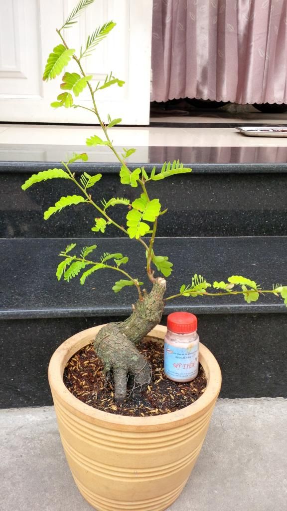 LÁI THIÊU-bán vài cây cảnh-bonsai bình dân - 23