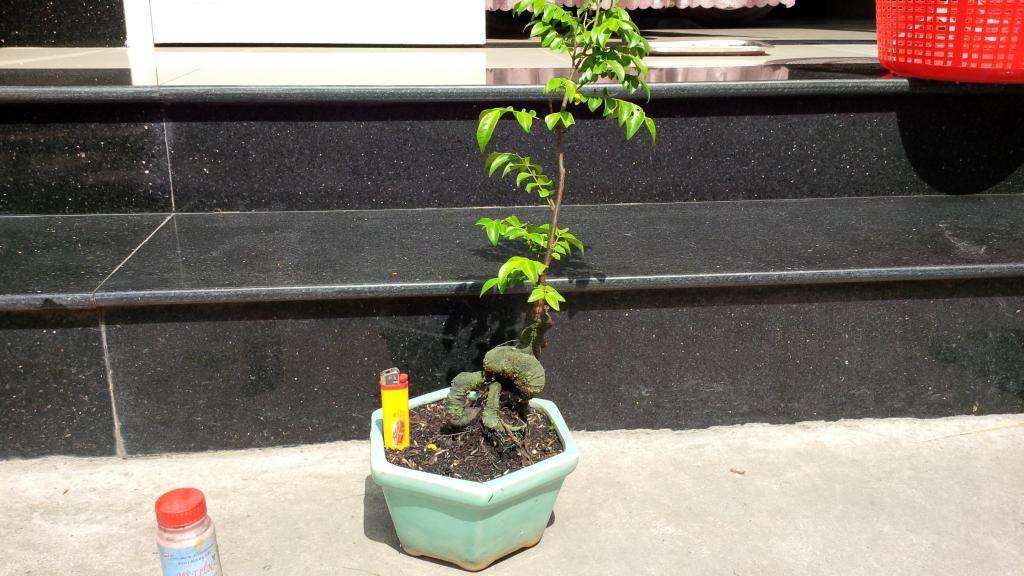 khế bonsai mini có trái giá rẽ - 12