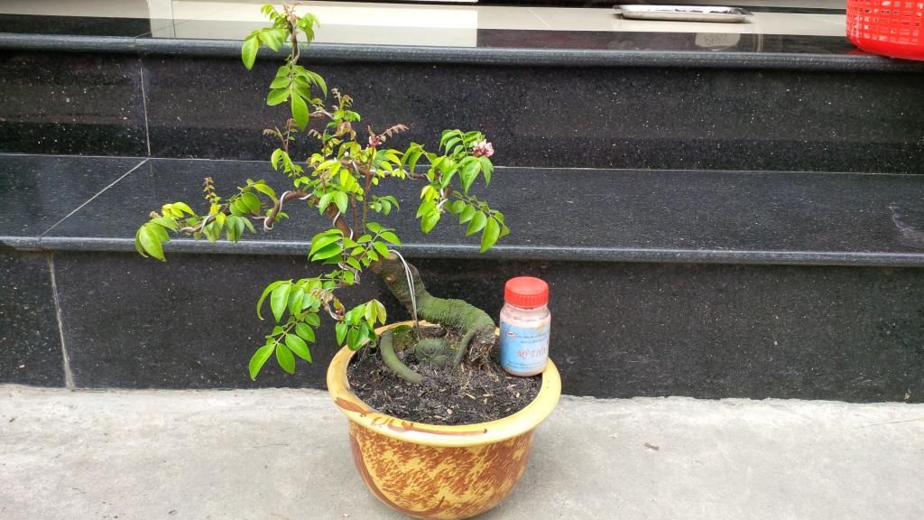 khế bonsai mini - 6