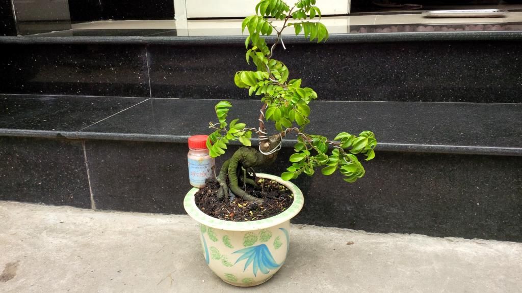khế bonsai mini - 3
