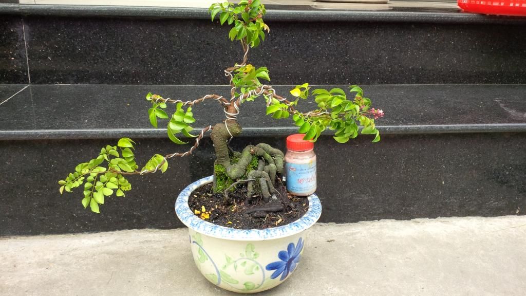 khế bonsai mini - 1
