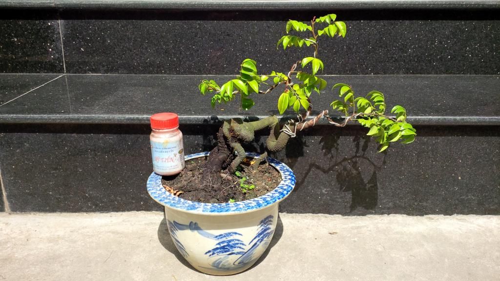 khế bonsai mini - 7