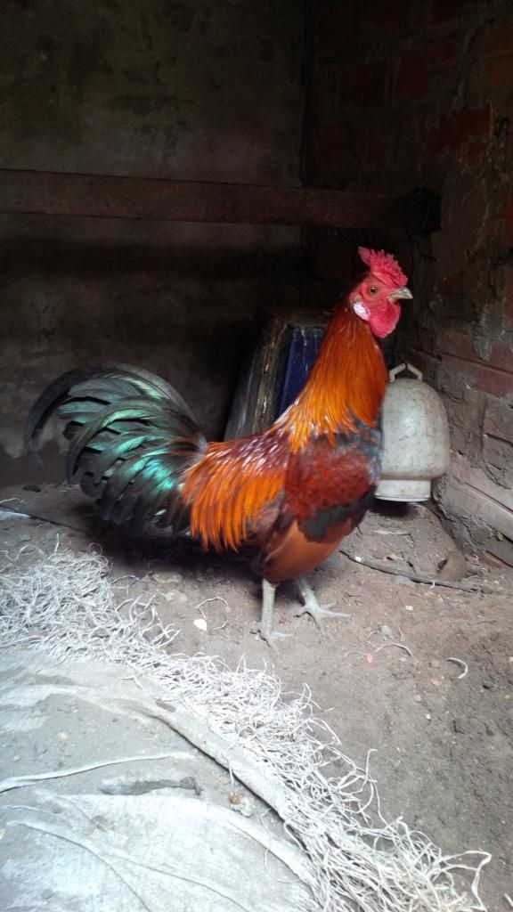 LÁI THIÊU-GÀ TRỐNG TRE ĐIỀU lai máu mỹ & rừng 9L