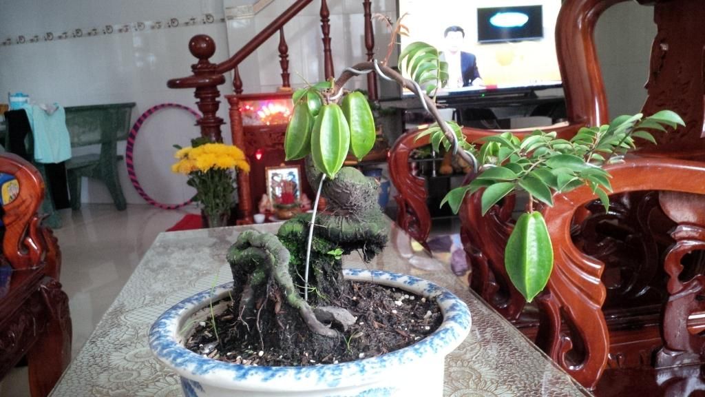khế bonsai mini có trái giá rẽ