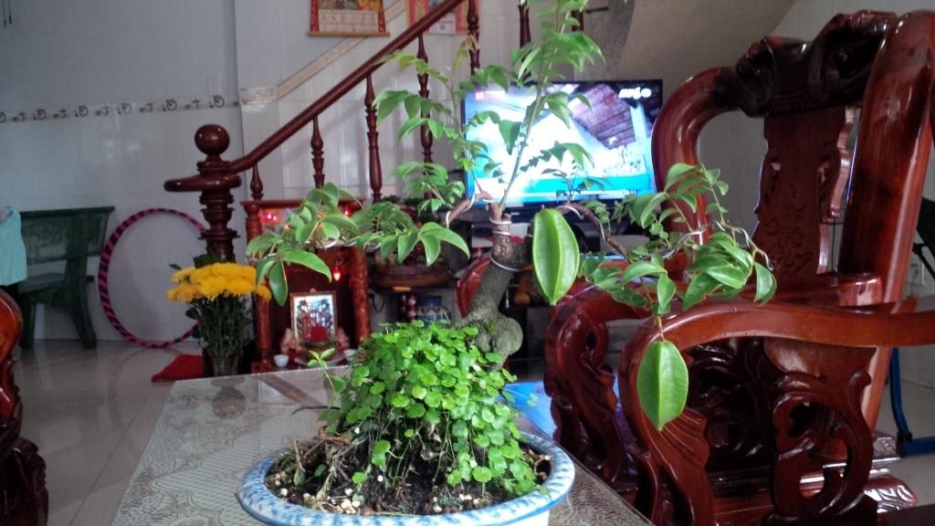 khế bonsai mini có trái giá rẽ - 18