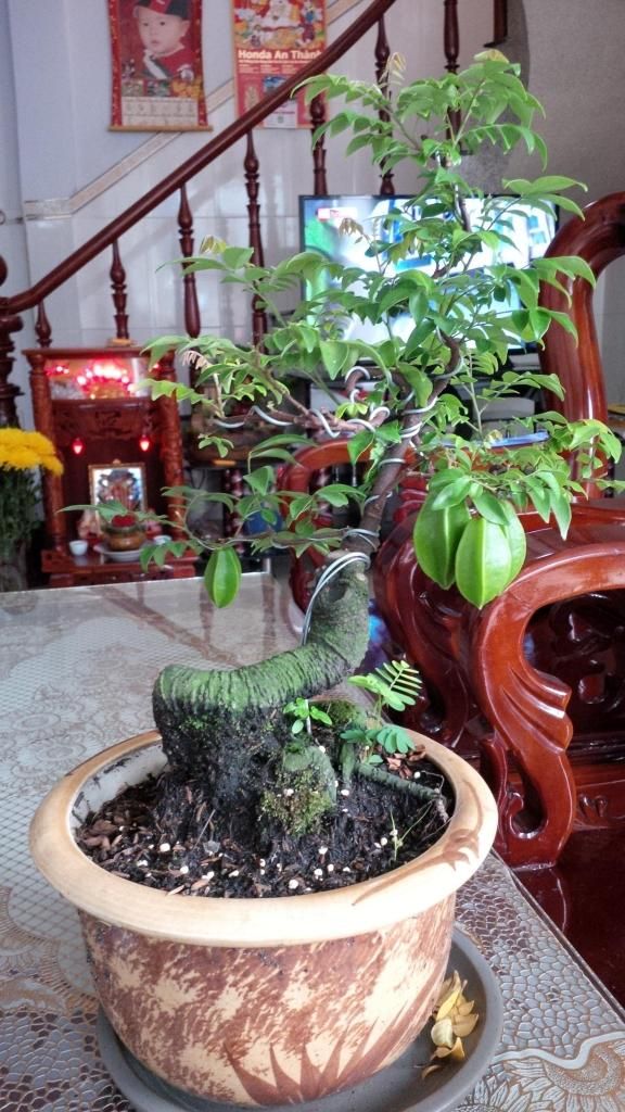 khế bonsai mini có trái giá rẽ - 16