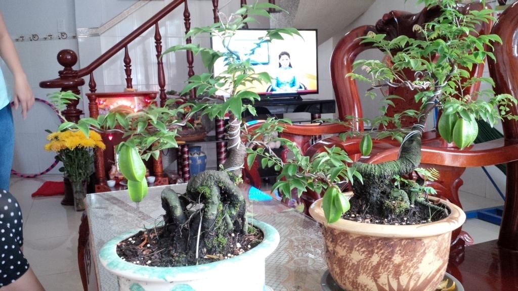 khế bonsai mini có trái giá rẽ - 15