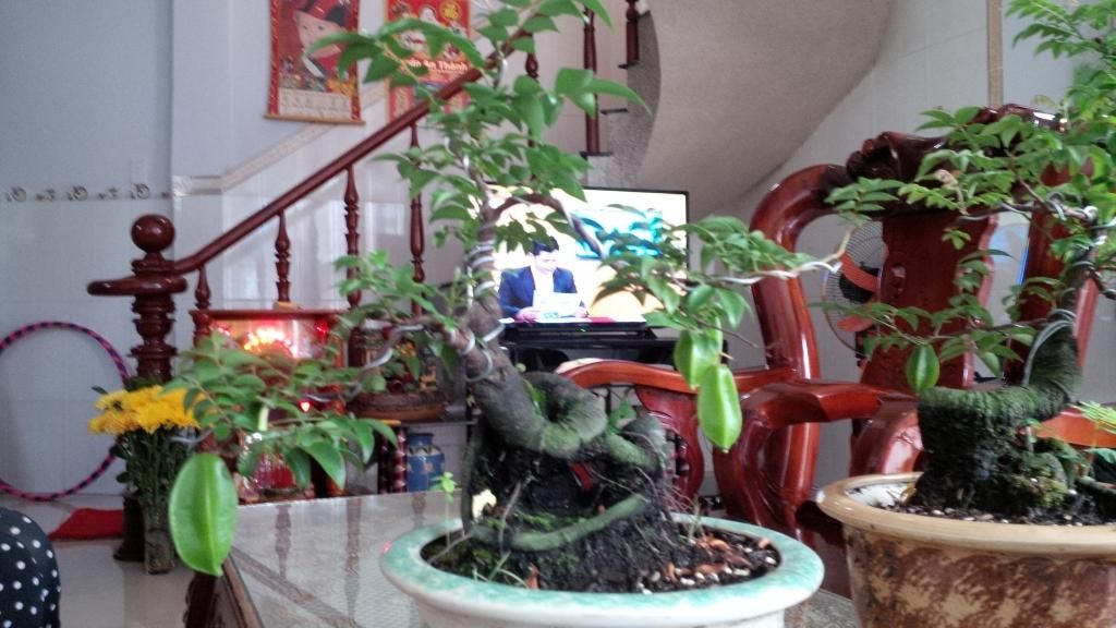 khế bonsai mini có trái giá rẽ - 14