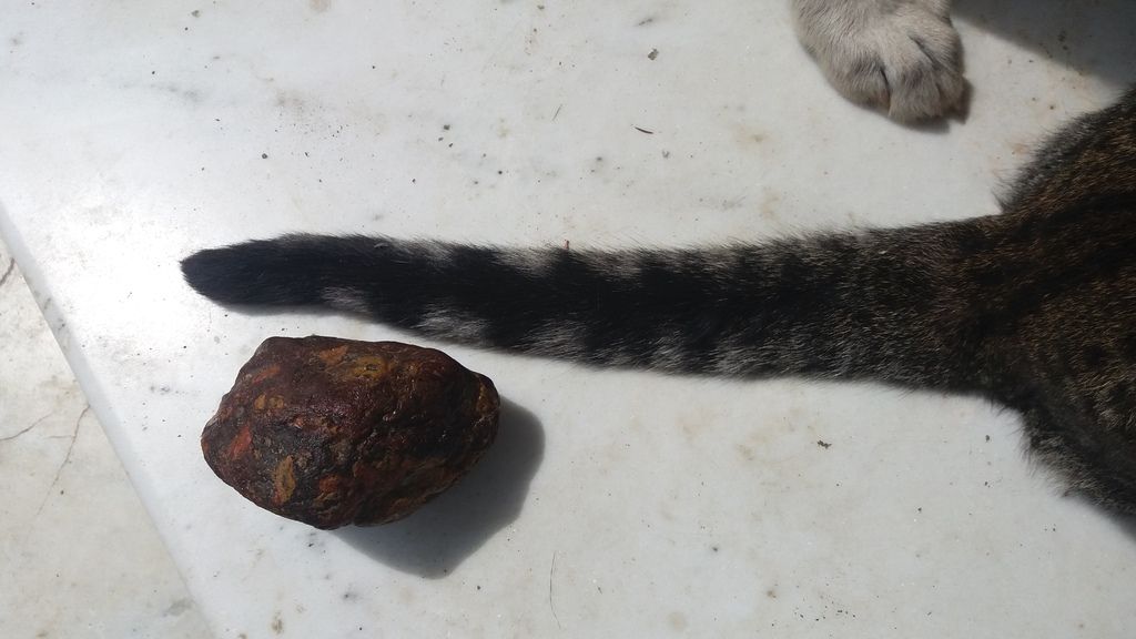 Cat tail and dog paw for scale reference