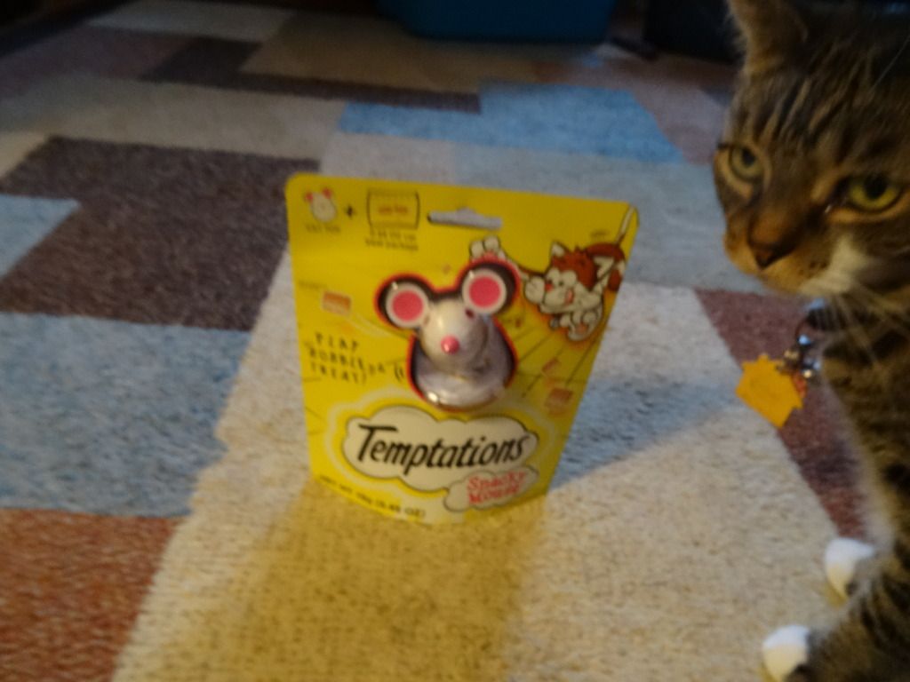 Temptations Snacky Mouse, Lola The Rescued Cat