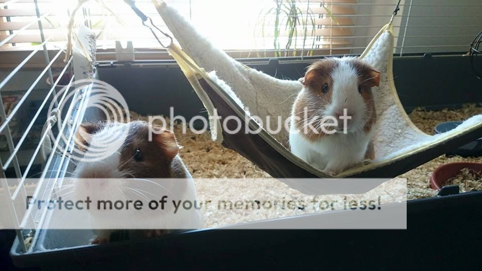  photo 3_zpshn4gul9d.jpg