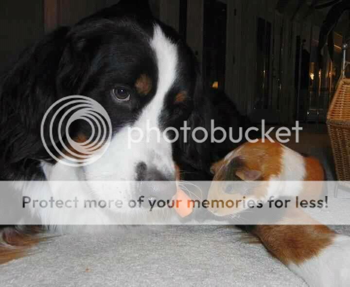  photo 5_zpspygjp8vn.jpg