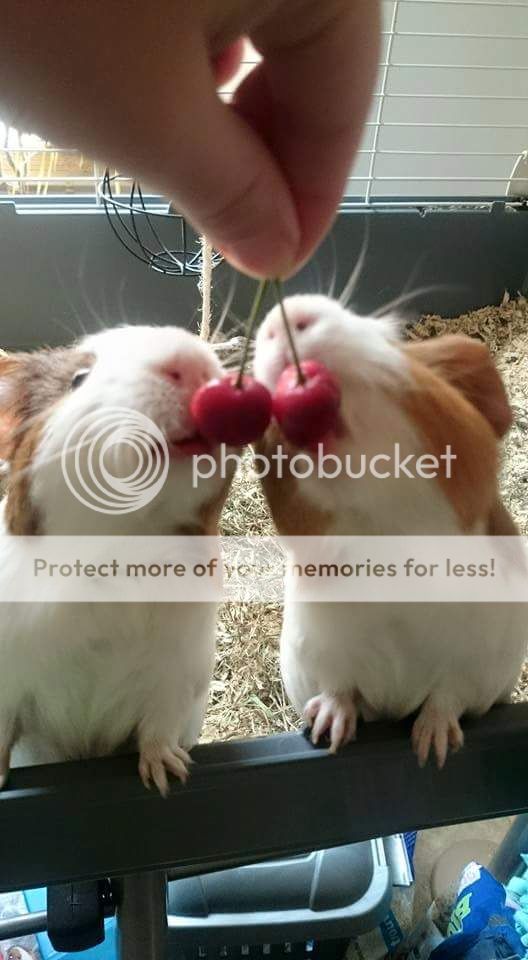  photo 6_zpslekpa1n4.jpg