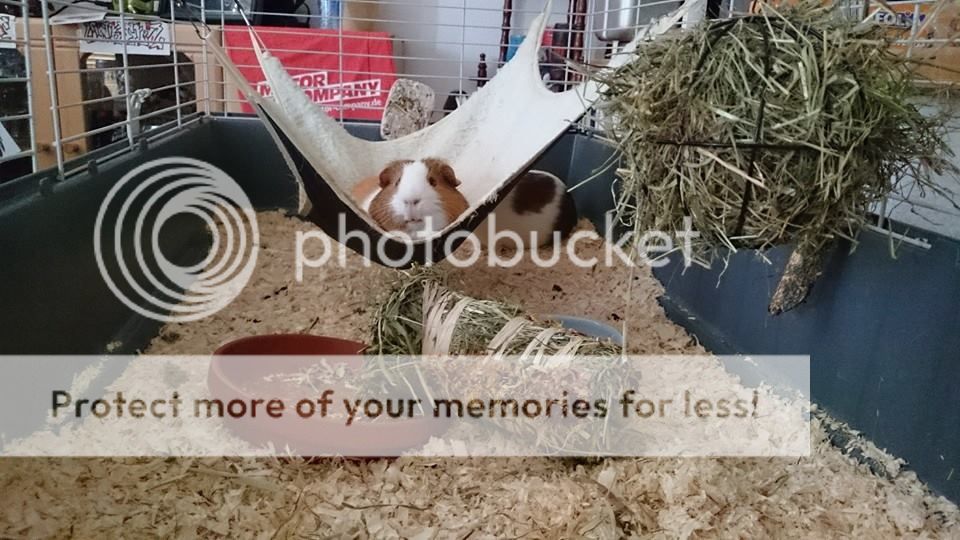  photo 8_zpsswlurhea.jpg