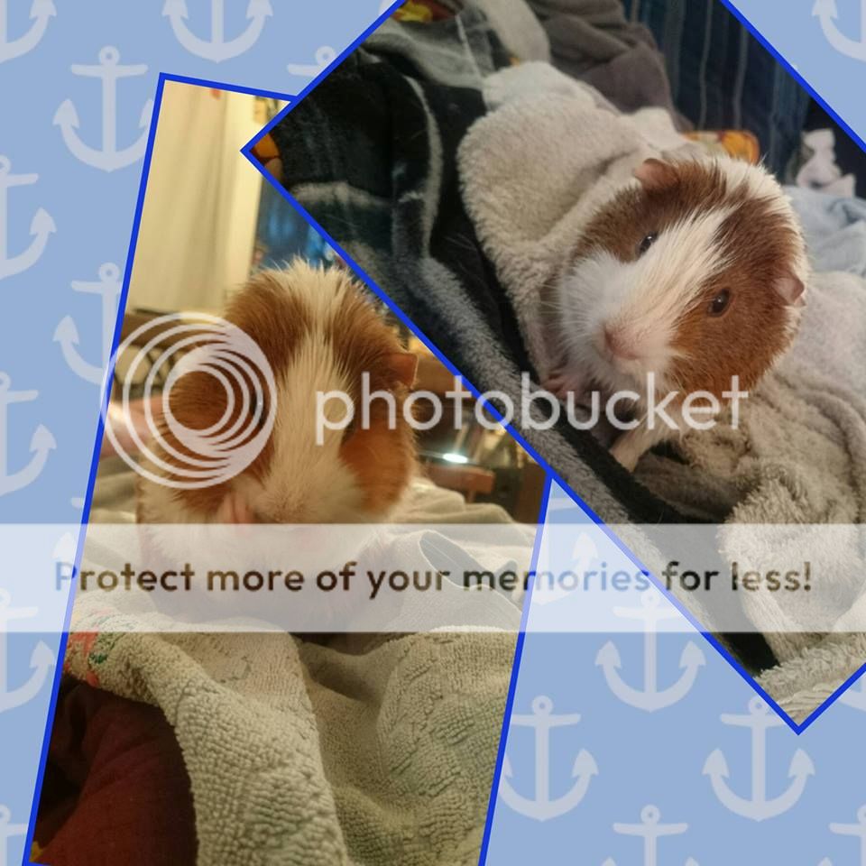  photo 9_zpskmavcjtc.jpg