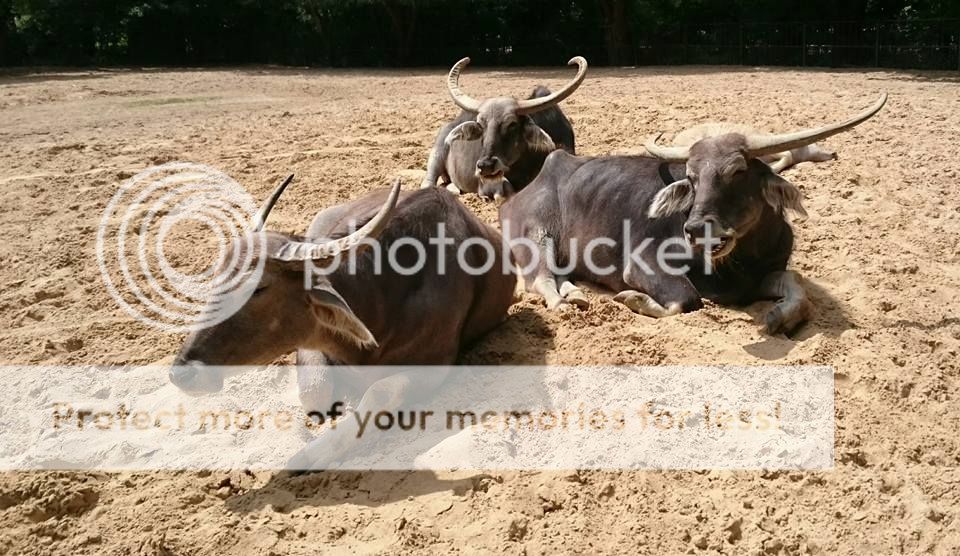  photo 10424982_441720595990090_4720388293469839148_n_zpsanoakfwk.jpg