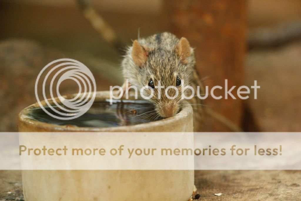  photo 10535745_10152626719920149_6100750680928163052_o_zpswbfaymvj.jpg