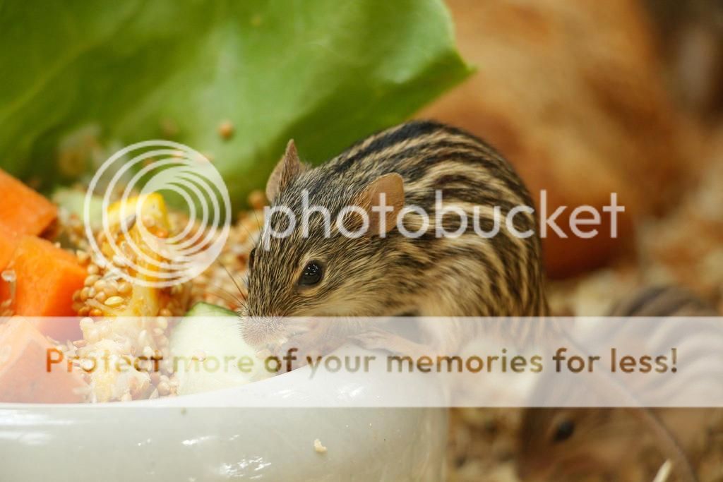  photo 10548936_10152626719790149_3808079311356740358_o 1_zpsxckghwnq.jpg