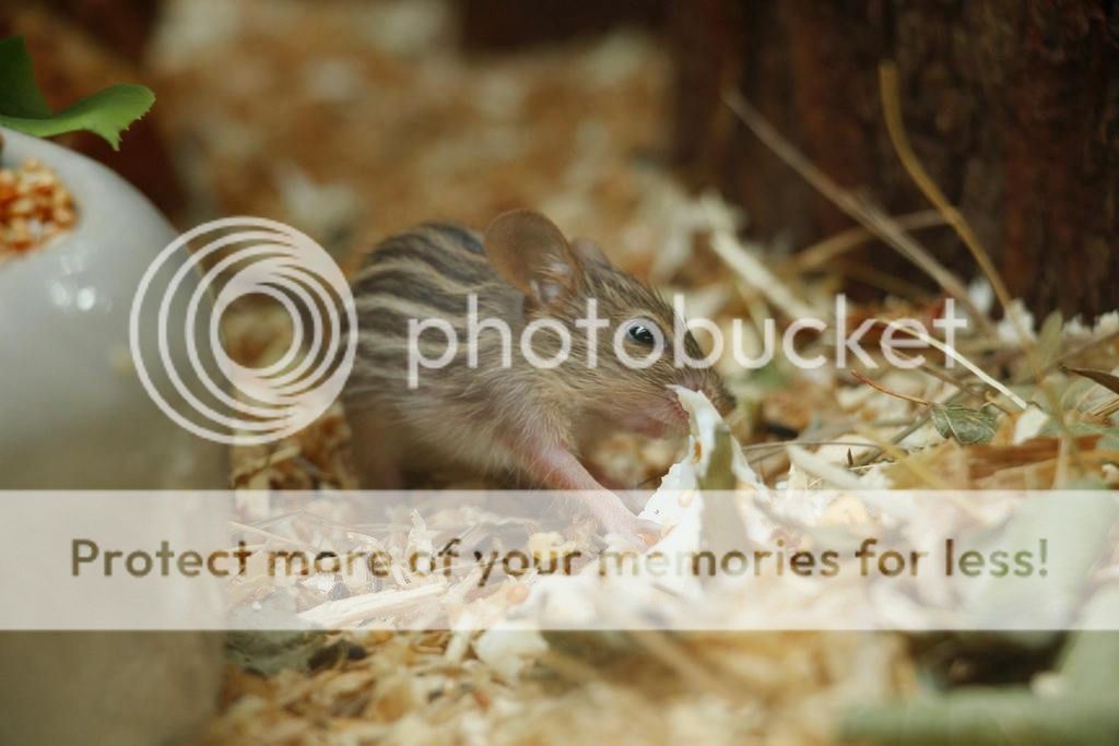  photo 10583048_10152626719750149_6921165248111293631_o 1_zpssmnurceo.jpg