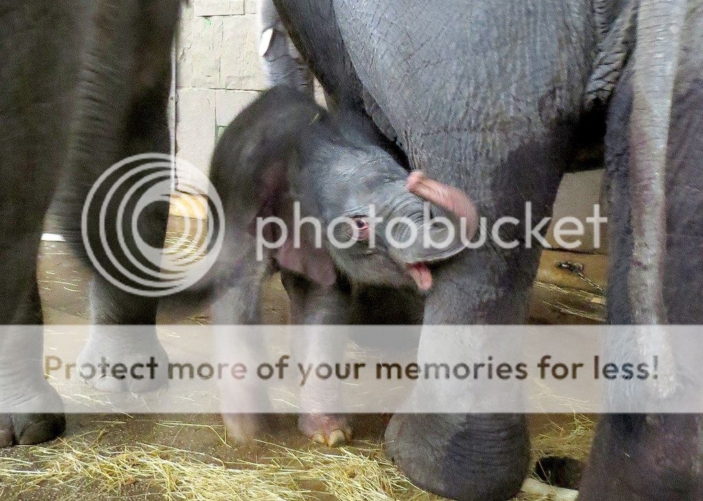  photo 12471386_10153762195965149_3589869114402854305_o_zpsp0ektux5.jpg