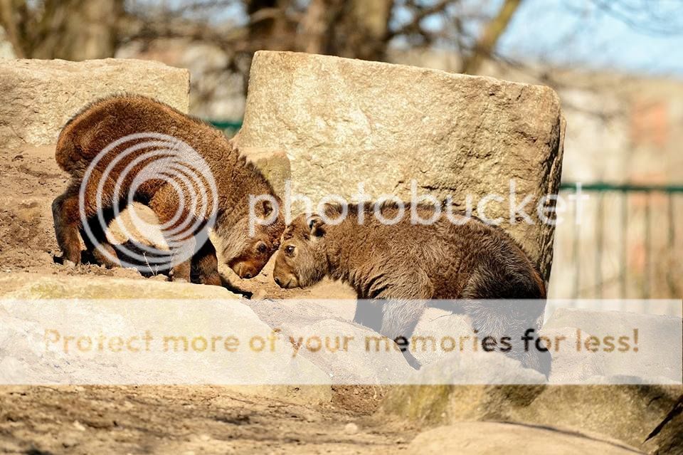  photo 12928404_541348912693924_84253286109851958_n_zpsw9z0wtkz.jpg