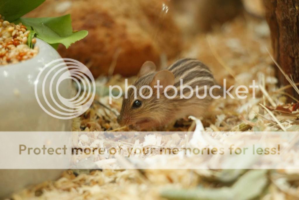  photo 1836960_10152626719895149_7651955759948300044_o_zpsb4emvo1v.jpg