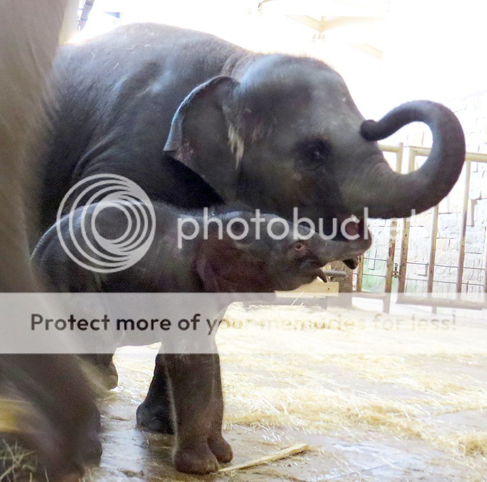  photo 480546_10153762195970149_8659339056785183167_n 1_zpslnbg8xss.jpg