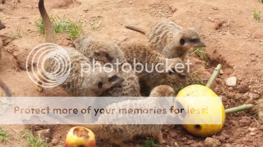  photo 10_zpslryfuyyd.jpg