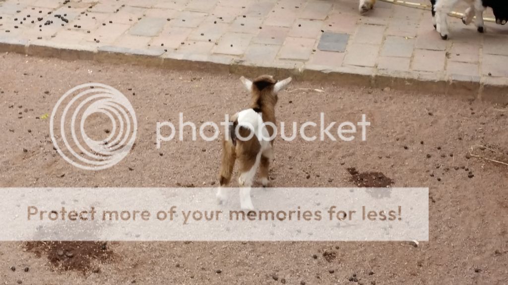  photo 11_zpsgtbmm8xb.jpg