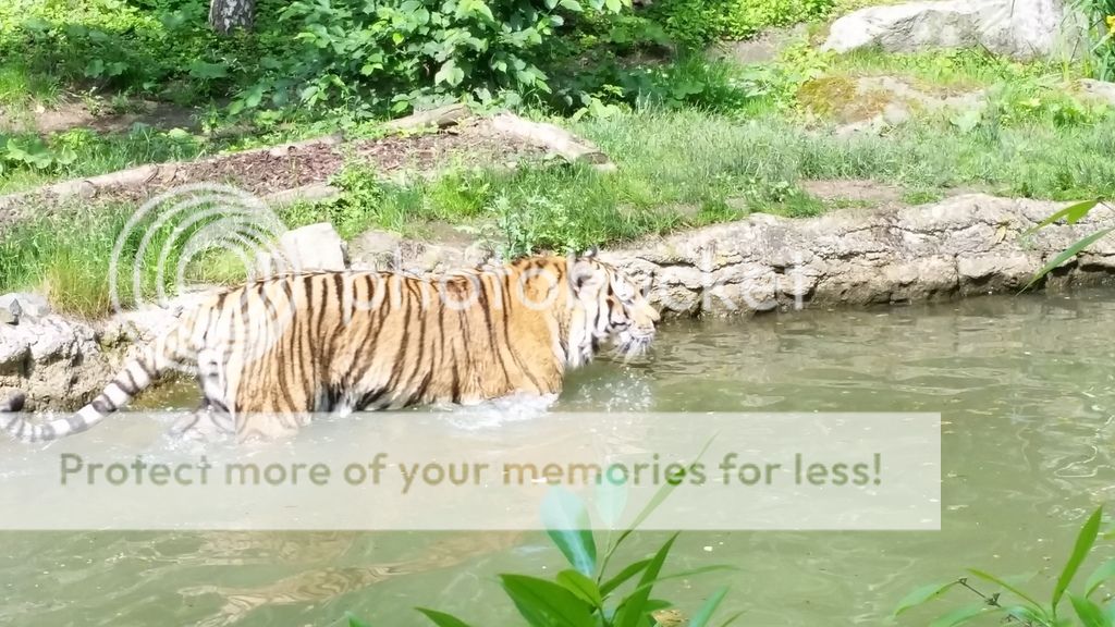  photo 20160606_161019_zpsbfviqj2y.jpg